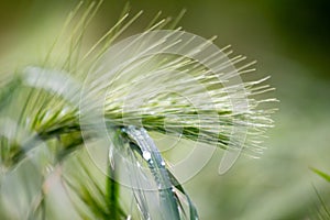 Growing farming field with grain cereal green wheat waiting for growth for harvest and agricultural fresh ingredients organic