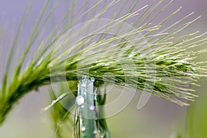 Growing farming field with grain cereal green wheat waiting for growth for harvest and agricultural fresh ingredients organic