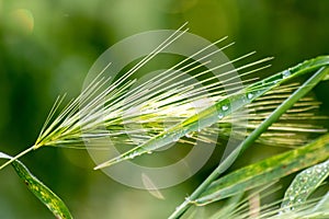 Growing farming field with grain cereal green wheat waiting for growth for harvest and agricultural fresh ingredients organic