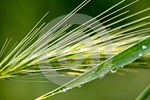 Growing farming field with grain cereal green wheat waiting for growth for harvest and agricultural fresh ingredients organic