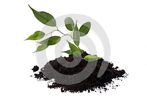 Growing ficus in soil