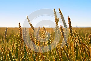 With the growing field of ripe wheat