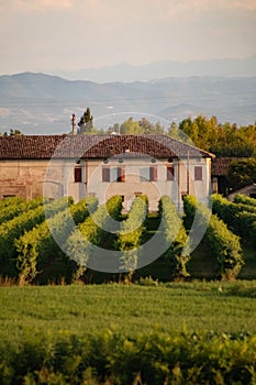 Growing field of wine grapes, vineyard, Italy