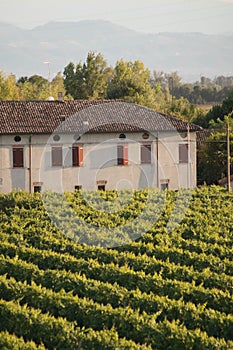 Growing field of wine grapes, vineyard, Italy
