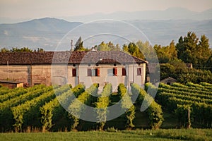 Growing field of wine grapes, vineyard, Italy