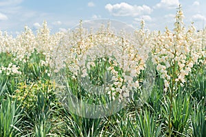 Growing field of yuka background. Decorative flowering bush. White flowers in summer park