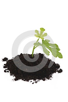 Growing fig in soil