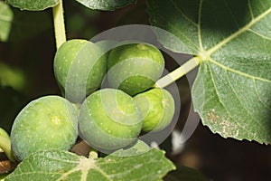 Growing figs on the branch