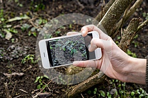 Growing first snowdrop fair maid on the smartphone sceen plant identification handbook application use technlolgy in the