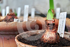 Growing flower bulb in pot. Concept of spring awakening, revival and growth. Copy space.