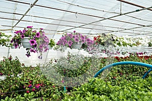 Growing of flower plant on shelves in greenhouse