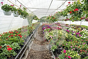 Growing of flower plant on shelves in greenhouse