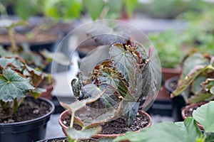 Growing flower seedlings in the greenhouse room.