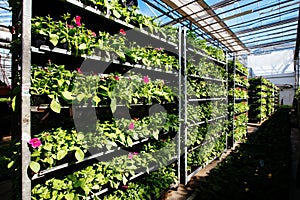 Growing of flower seedlings on shelves in greenhouse
