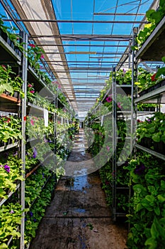 Growing of flower seedlings on shelves in greenhouse