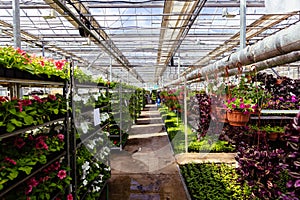 Growing of flower seedlings on shelves in greenhouse