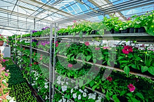 Growing of flower seedlings on shelves in greenhouse