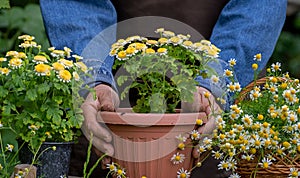 Growing flowers in garden. Gardening and floriculture. Gardener woman planting beautiful garden chrysanthemum