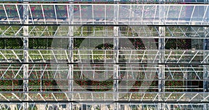 Growing flowers in greenhouses. Large modern greenhouse with flowers. Flight over a large greenhouse. greenhouses aerial