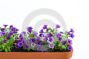 Growing flowers in planter in a kitchen garden. Flower pot with flowering million bells plant