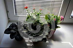 growing flowers in small pots. white windows and blinds reflect