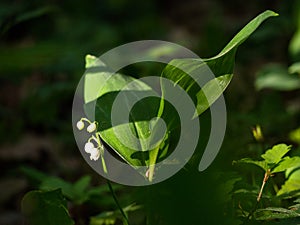 Growing forest flower in the sunlight