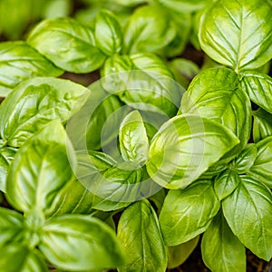 Growing fresh basil plants, top view. Concept of gardening.