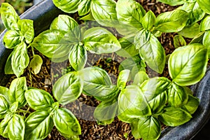 Growing fresh basil plants, top view. Concept of gardening.