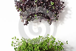Growing fresh micro greens, raw sprouts in sprouter. The concept of a healthy lifestyle and diet. Microgreen are young