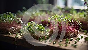 growing fresh microgreens with purple stems and green leaves on windowsill