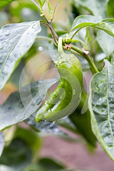 Growing fresh organic green paprika with raindrop