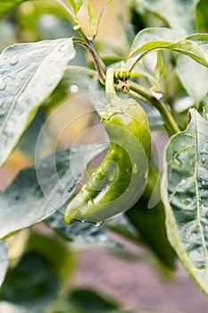 Growing fresh organic green paprika with raindrop 2