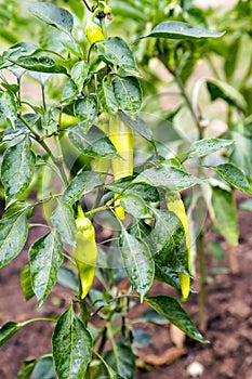 Growing fresh organic green paprikas with raindrops