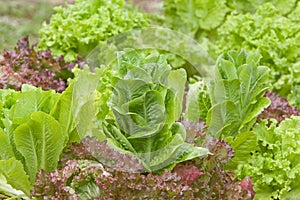 Growing fresh organic lettuce in a garden