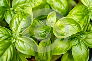 Growing fresh young basil plants.