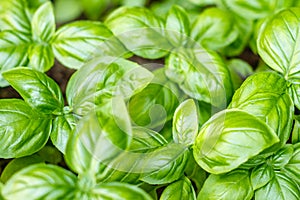 Growing fresh young basil plants.