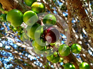 Growing fruits of the jabuticaba tree