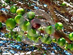 Growing fruits of the jabuticaba tree