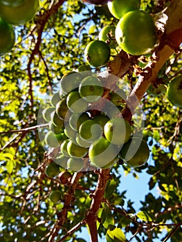 Growing fruits of the jabuticaba tree