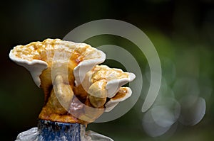 Growing Ganoderma Lucidum or reishi , lingzhi mushroom on natural background