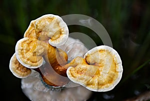 Growing Ganoderma Lucidum or reishi , lingzhi mushroom on natural background