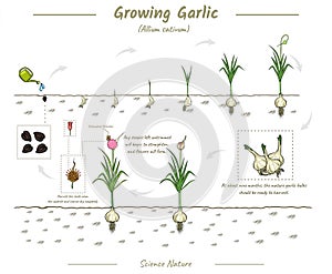 growing Garlic illustration