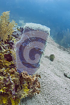 Growing Giant barrel sponge