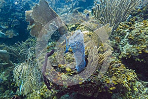 Growing Giant Barrel Sponge