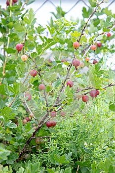 Growing gooseberry