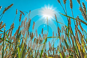 Growing grain crops in a field or meadow.Wheat ears are swaying in the wind against the background of sunlight and blue sky.Nature