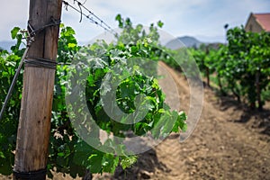 Growing grape on a vineyard in South Africa