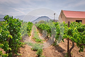 Growing grape on a vineyard in South Africa