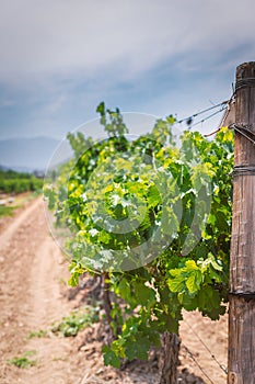 Growing grape on a vineyard in South Africa