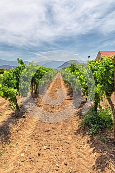 Growing grape on a vineyard in South Africa